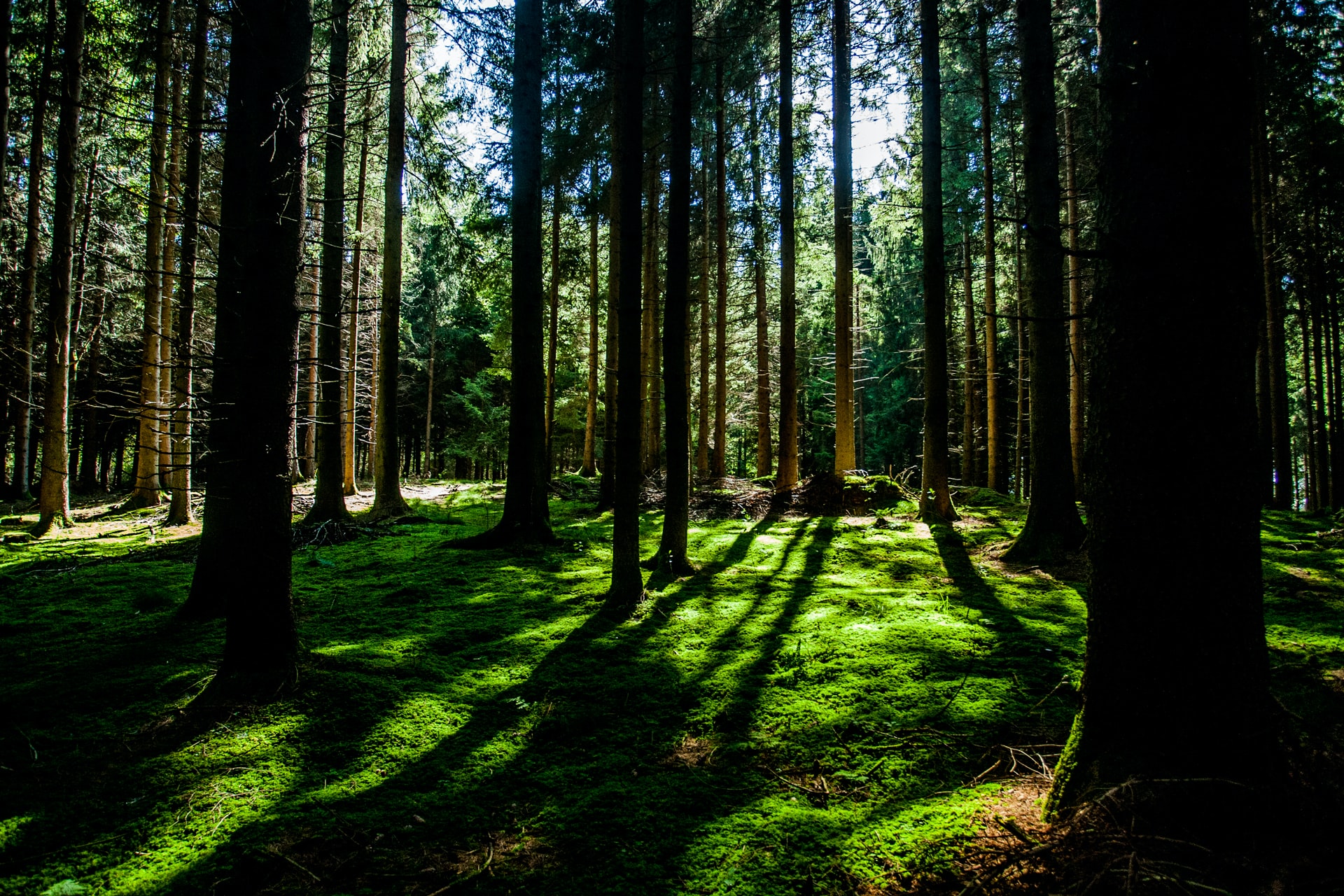 Kuva metsästä, jossa aurinko siivilöityy puiden läpi